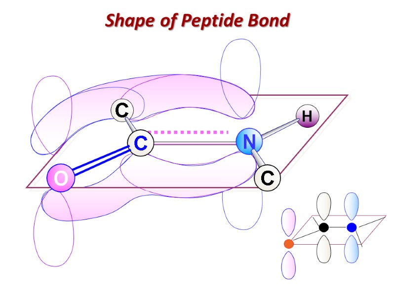 Shape of Peptide Bond